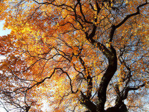 Tupelo Tree