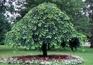 Weeping Elm Tree
