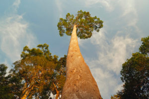 Tallest Trees Menara