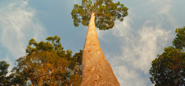 Tallest Trees Menara