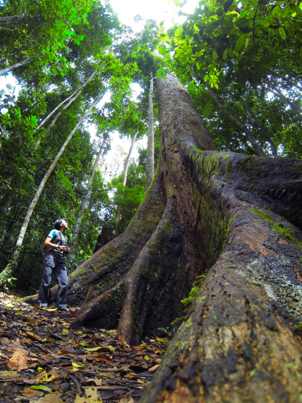 Tallest Trees Shorea Johorensis