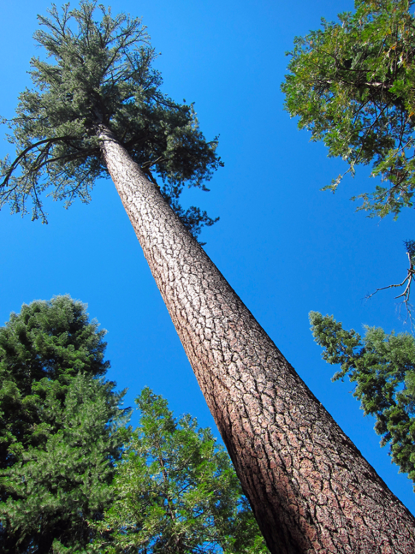 Tallest Trees Sugar Pine