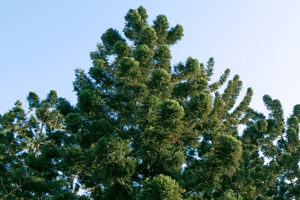 Coniferous Trees - Hoop Pine