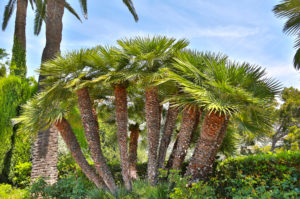 European Fan Palm