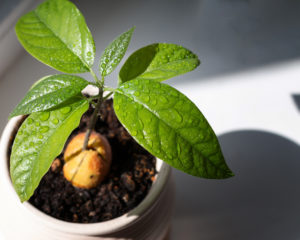 Avocado Tree - Growing From Seed