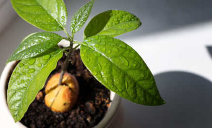 Avocado Tree - Growing From Seed