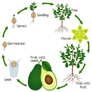 Avocado Tree - Growth Cycle