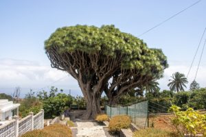 Dragon Tree - Dragos Gemelos