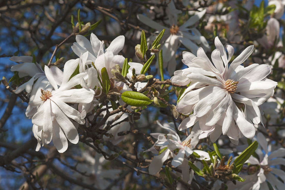 Centennial Magnolia