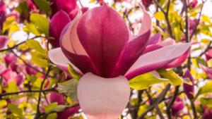 Nigra Magnolia