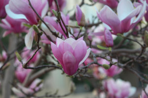 Saucer Magnolia