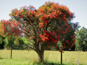 Red Flowering Gum Tree