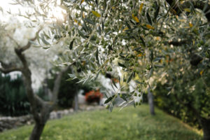Grow An Olive Tree