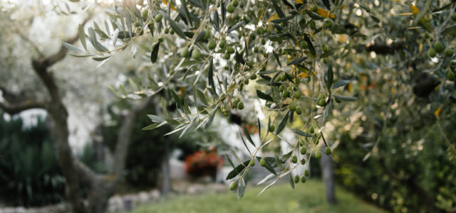 Grow An Olive Tree