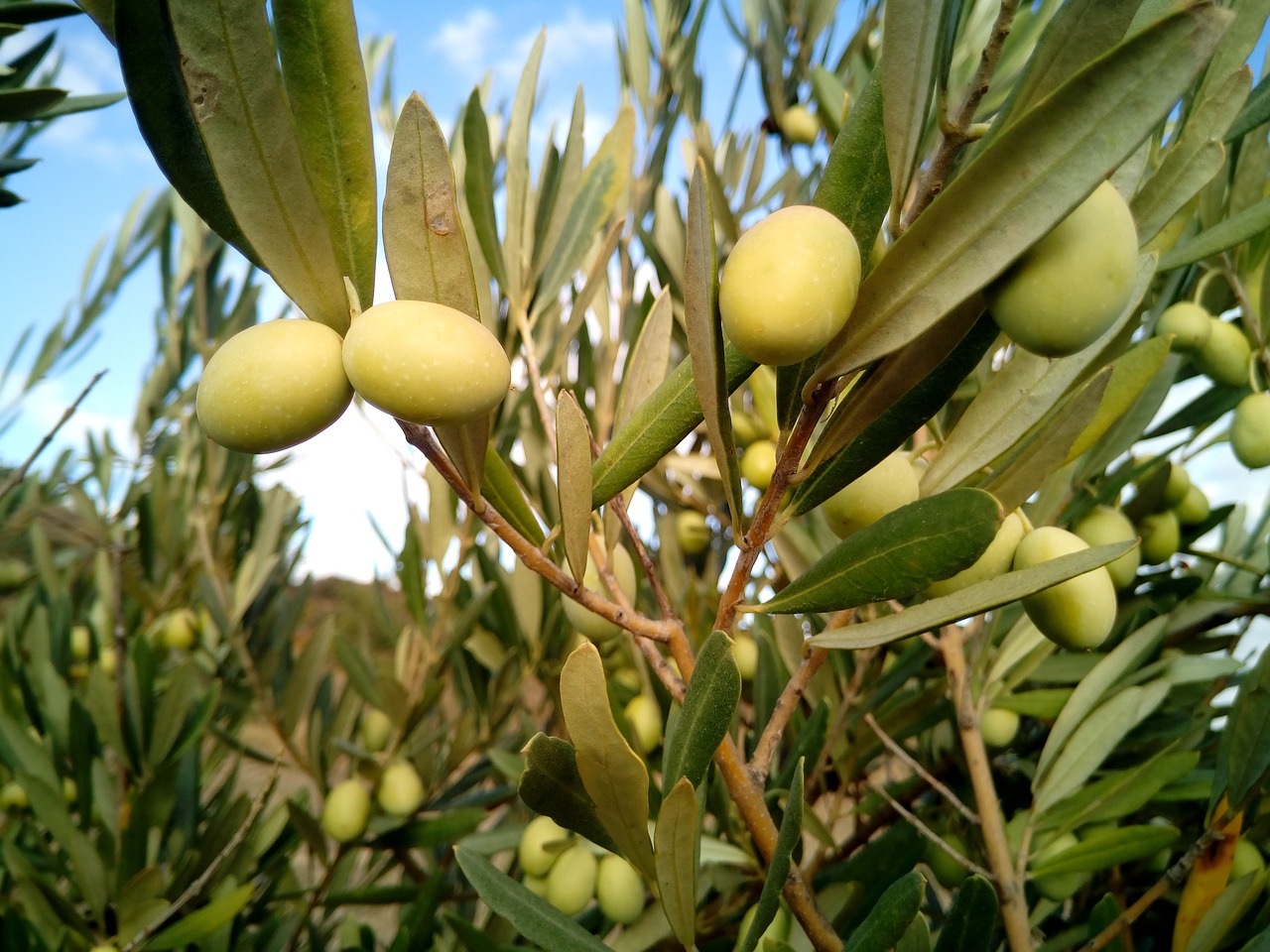 How to Grow An Olive Tree - Types