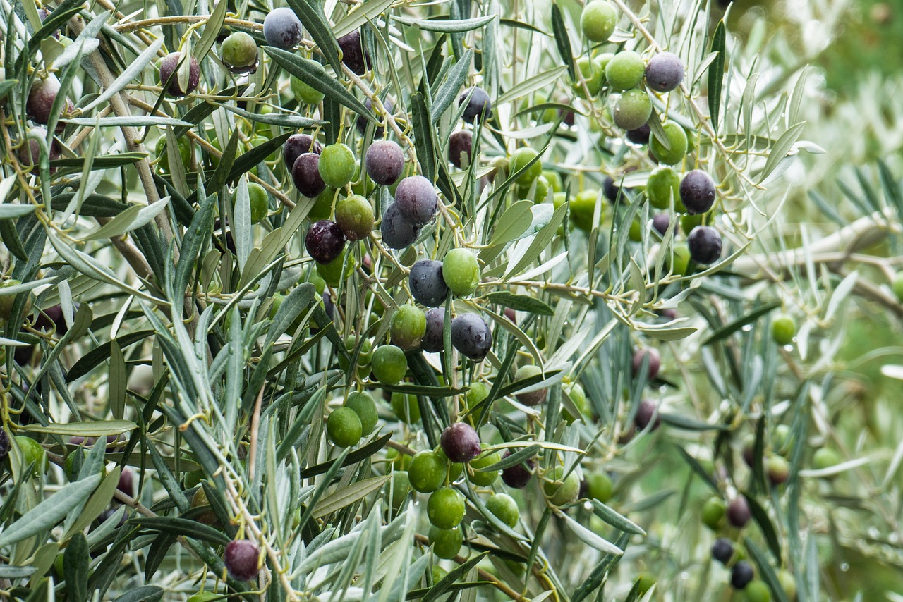 How to Grow An Olive Tree