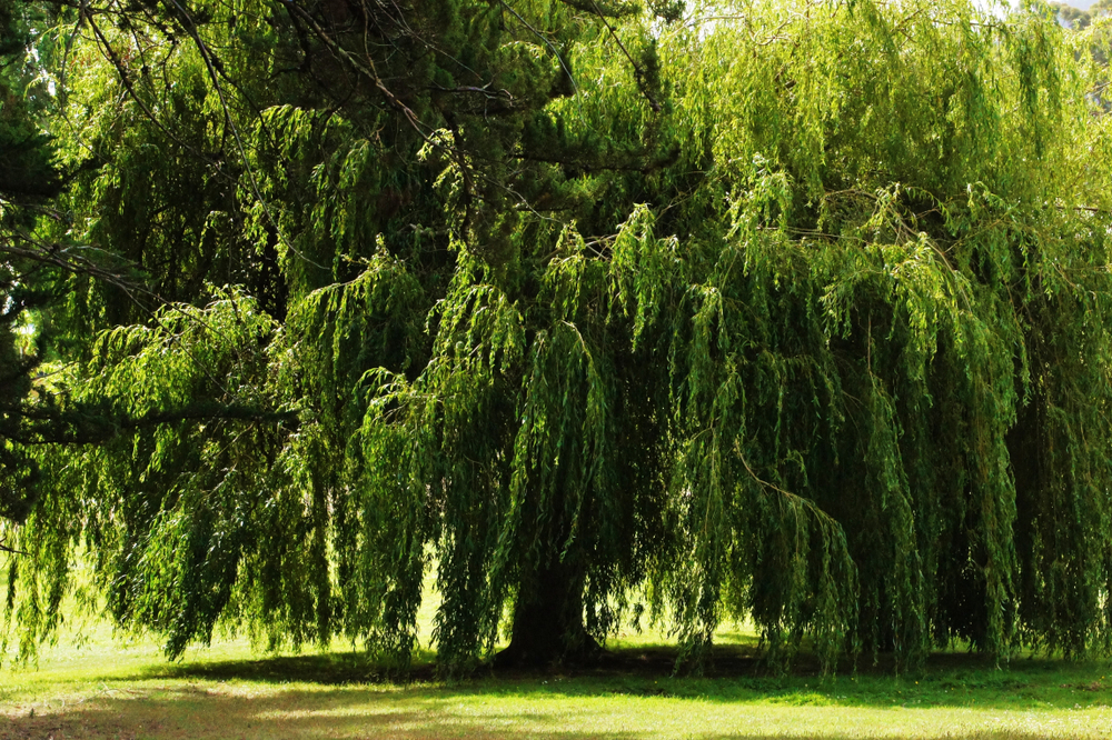 Australian Weeping Willow Tree