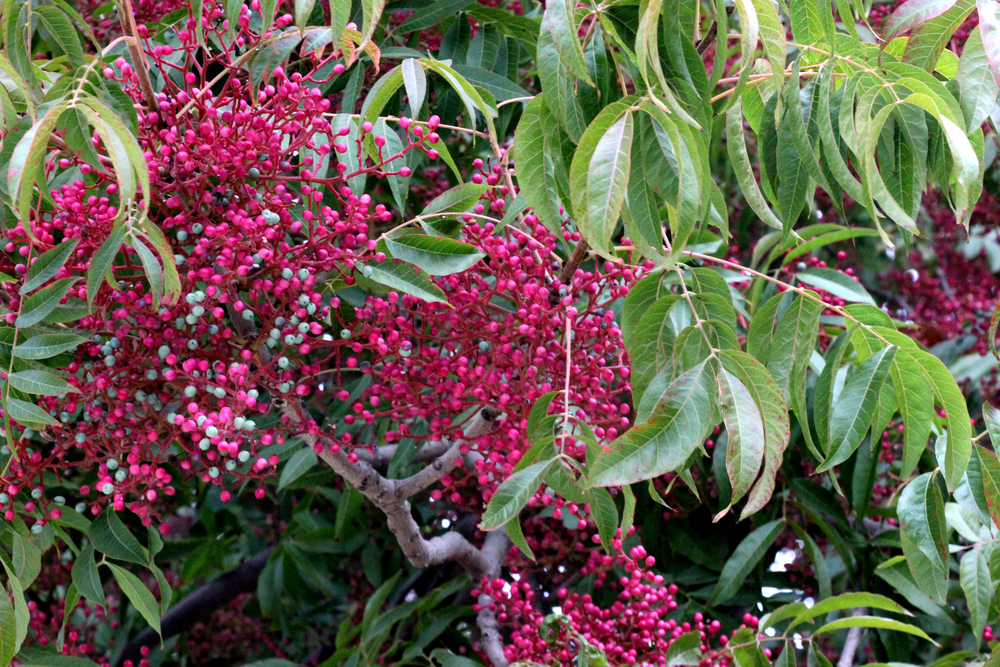 Fruiting Tree - Chinese Pistachio
