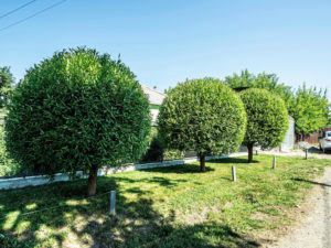 How To Prune Trees