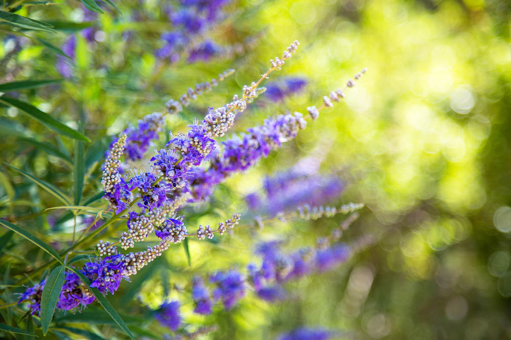 Australian Flowering Trees - Chaste Tree