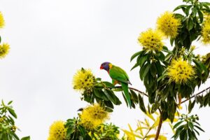 Australian Flowering Trees - Golden Penda