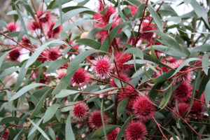 Australian Flowering Trees - Pincushion Hakea