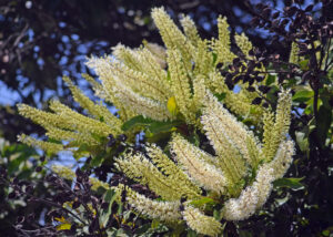 Australian Flowering Trees - Ivory Curl