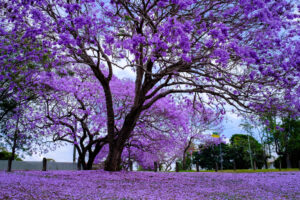Australian Flowering Trees - Jacaranda