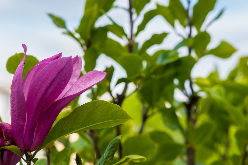 Australian Flowering Trees - Royal Purple Magnolia