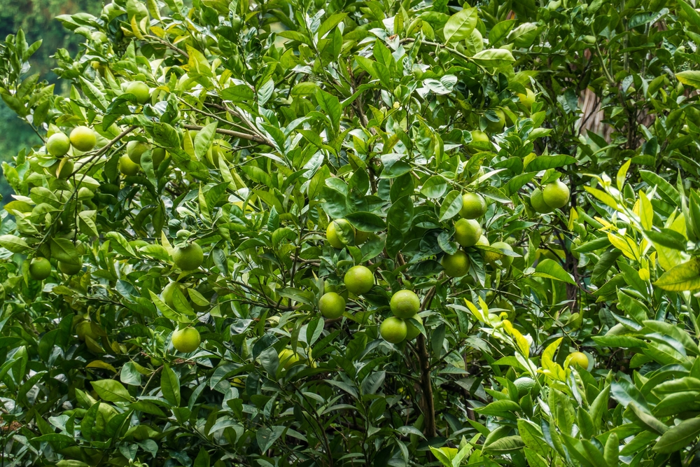 Lime Tree Care