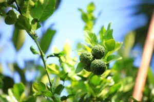 Types Of Lime Trees - Kaffir Lime