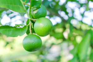 Types Of Lime Trees - Key Lime