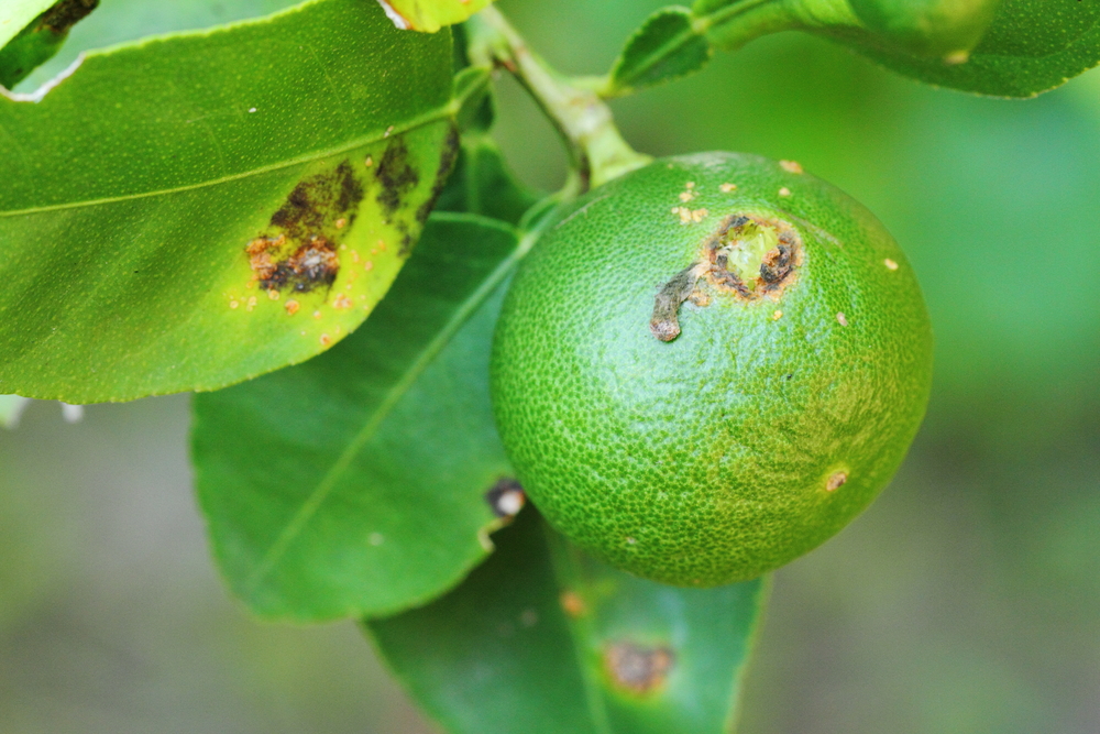 Lime Trees - Diseases