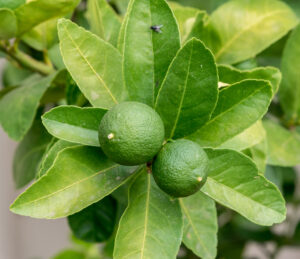 Types Of Lime Trees - Tahitian Lime