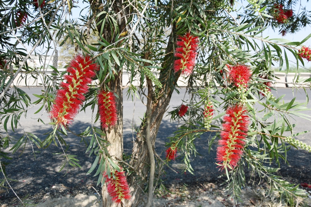 Native Australian Trees - Bottlebrush