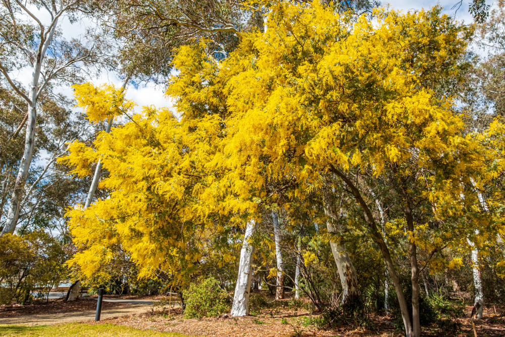 Native Australian Trees - Wattle Tree
