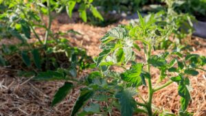 Young Mulched Tomatoes In The Garden