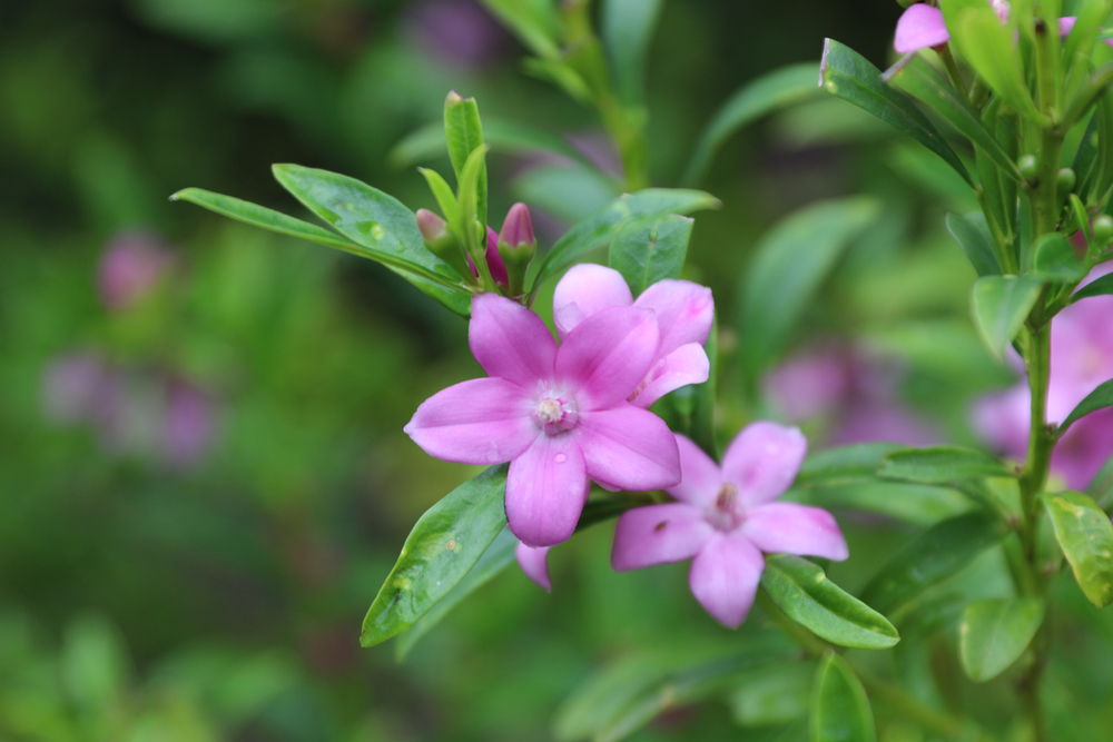 Native Shrubs - Crowea
