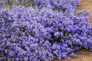 Native Shrubs - Glasshouse Glory