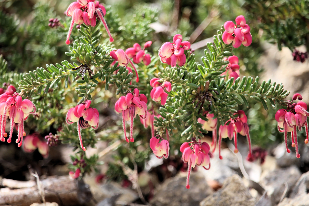 Native Shrubs - Grevillea Lanigera