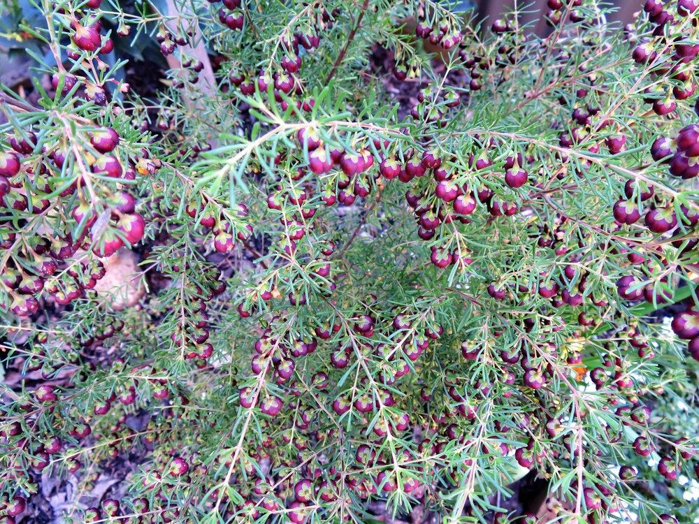 Native Shrubs - Heaven Scent