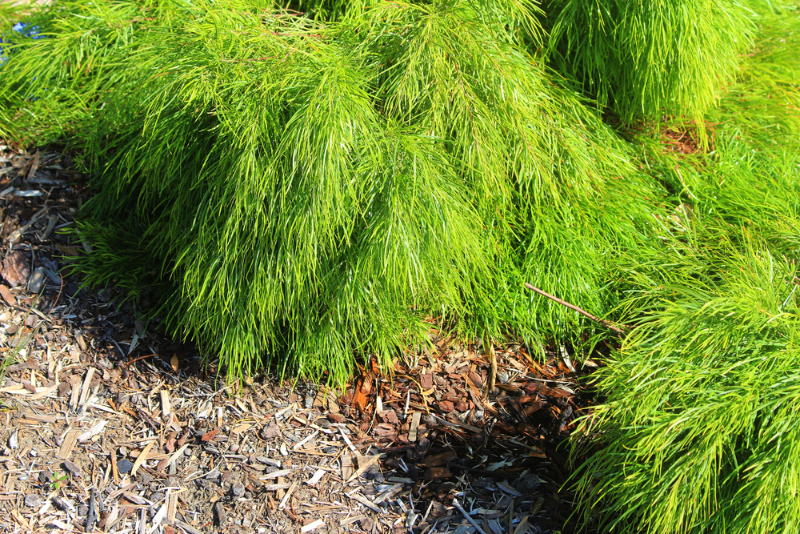 Native Shrubs - Limelight
