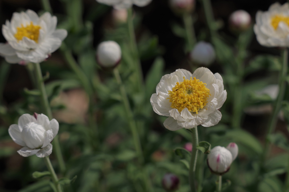 Native Shrubs - Rhodanthe