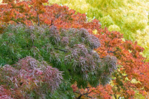 Drought Tolerant Trees - Claret Ash