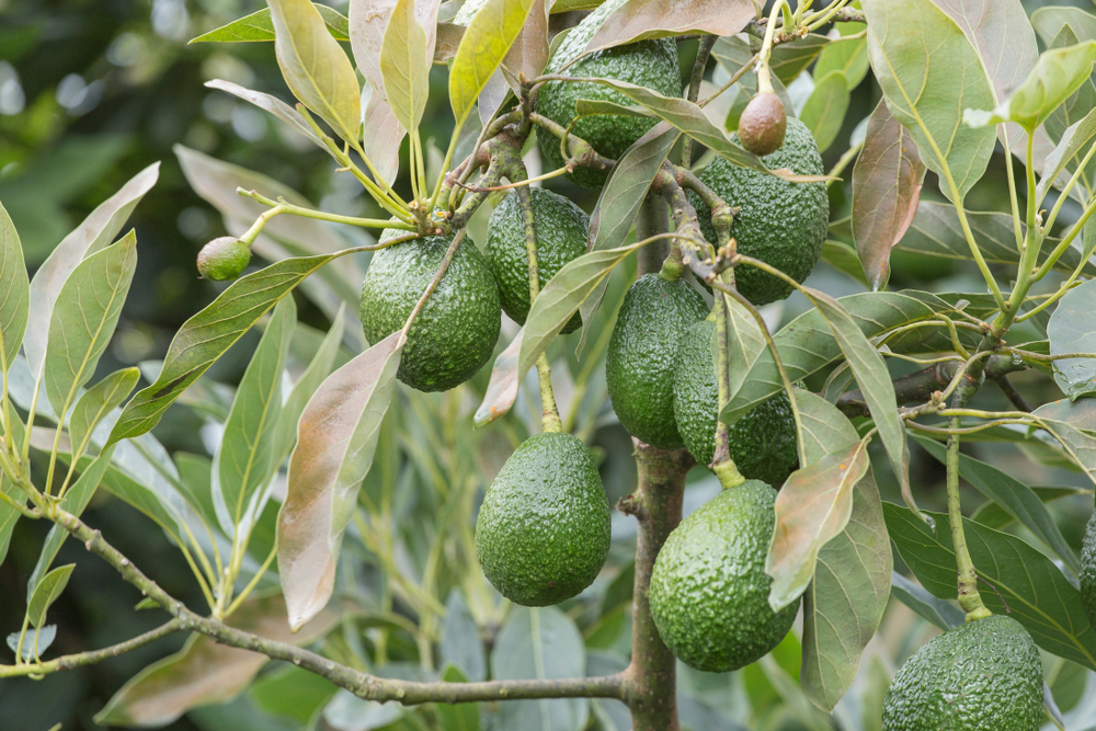 best time to plant tree - Avocado