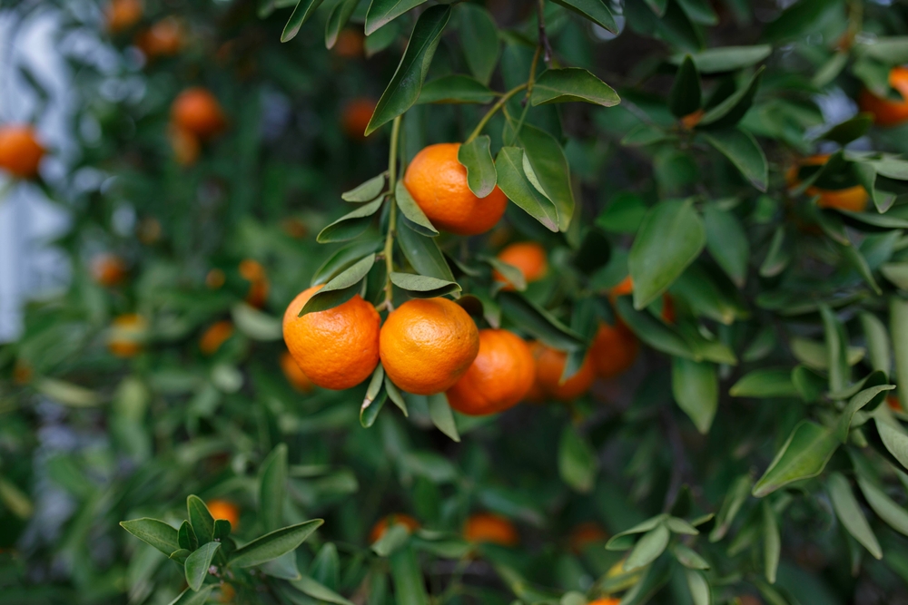 Best time to plant a tree - Mandarin