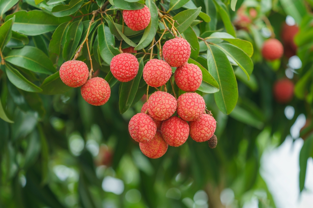Best Time to Plant Trees - Lychee