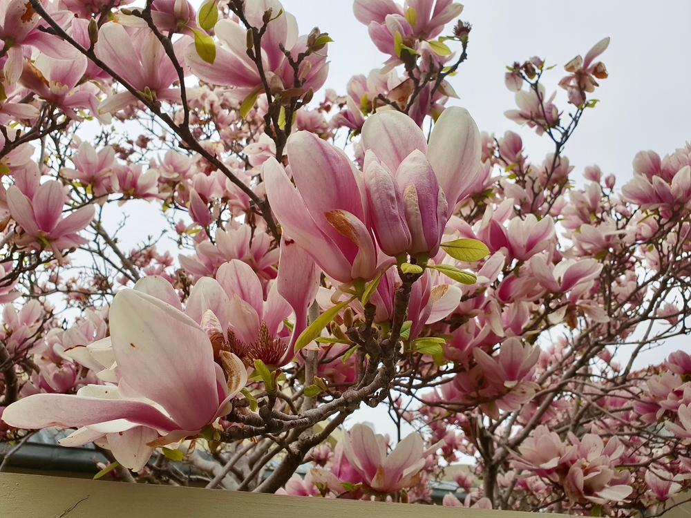 best time to plant tree - Magnolia