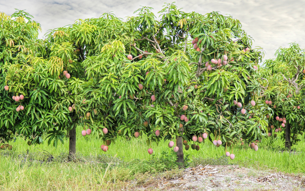 best time to plant tree - Mango