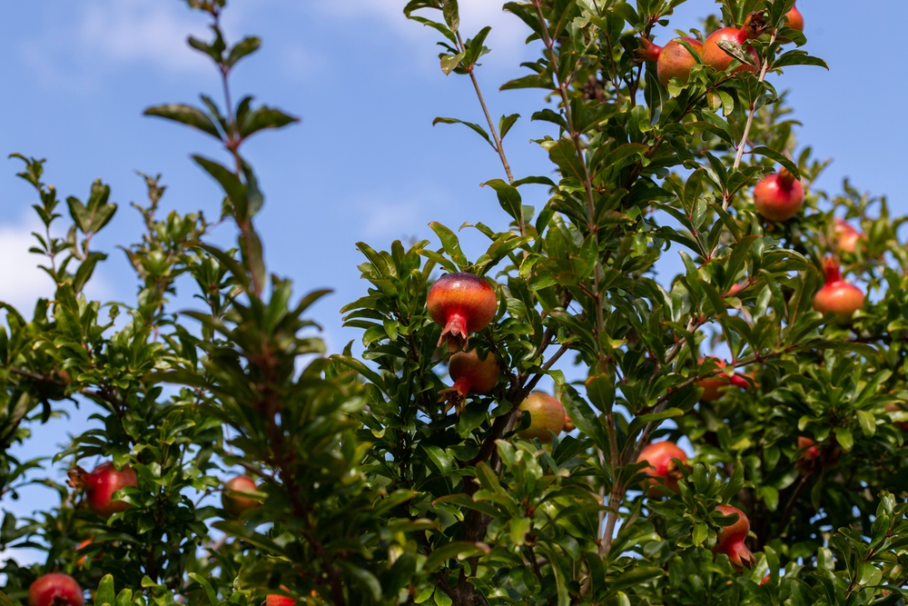 Best Time to Plant Trees - Pomegranate